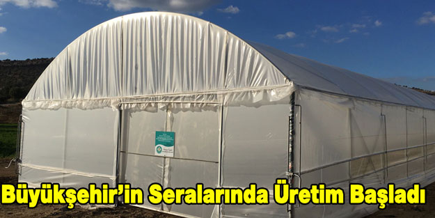 Büyükşehir'in seralarında üretim başladı