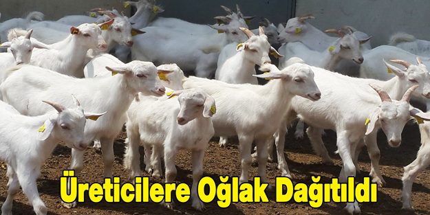 Üreticilere Oğlak Dağıtıldı